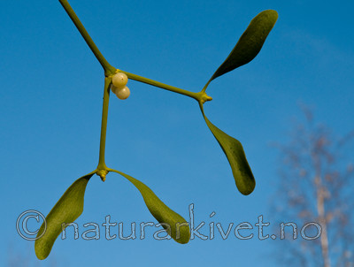 BB 08 0033 / Viscum album / Misteltein